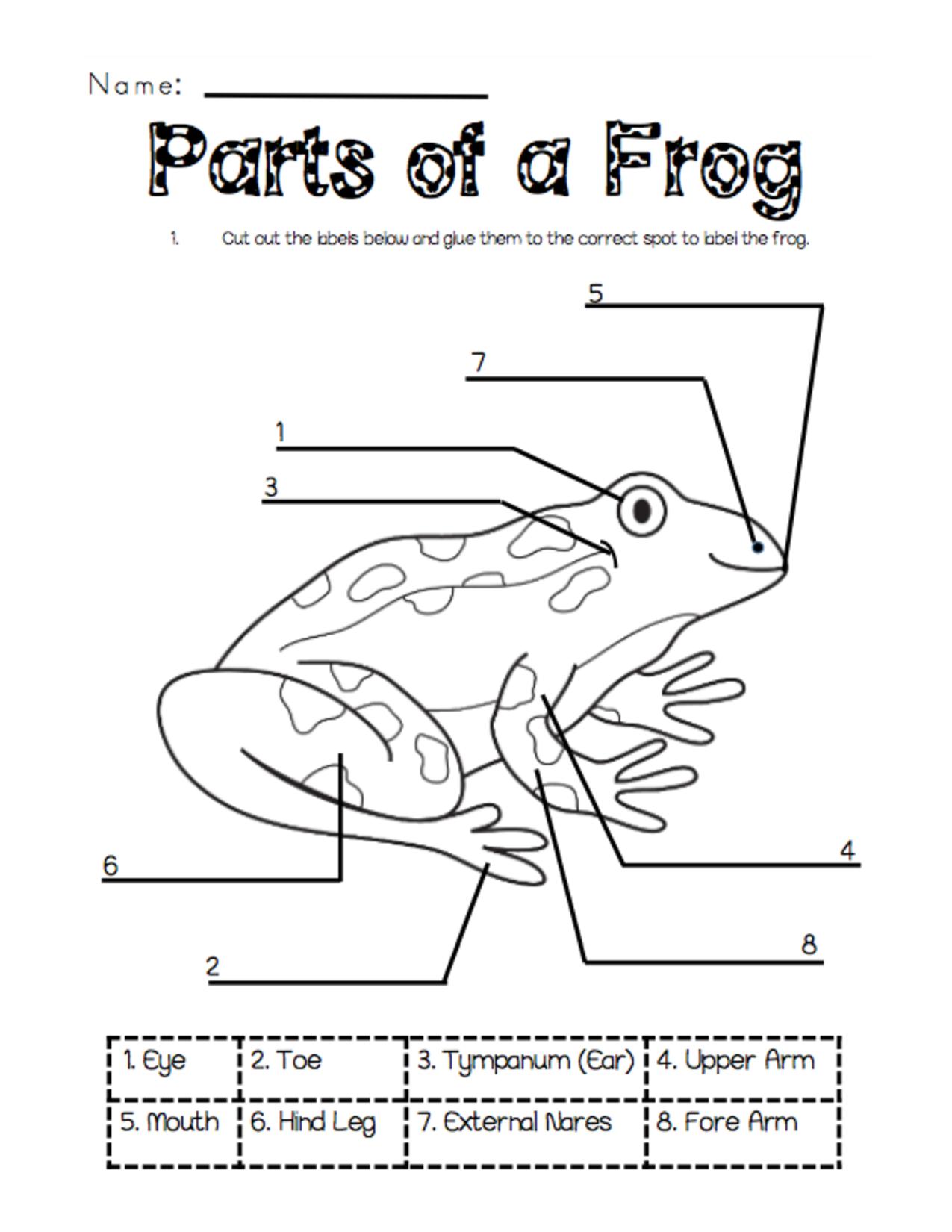 Parts of a Frog
